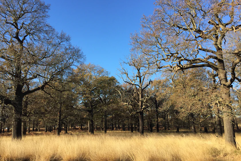 Gnarled post oaks with low twisting limbs on the sandy edge of a pasture
